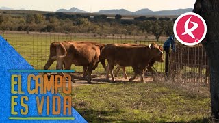 Las vacas invaden la casa de Alberto  El campo es vida [upl. by Ahsiuqet429]