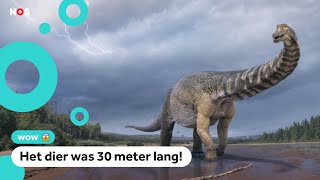 Enorme dinosaurus blijkt nieuwe soort [upl. by Ahsiekim665]