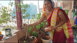 Tholi ఏకదాసి Ekadasi vlog Natural vlogDIML telugu koncham fun yummy😋 vantalu [upl. by Neerahs]