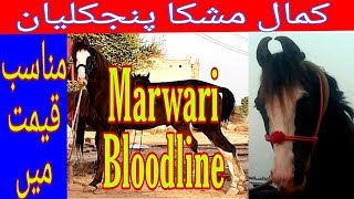 Marwari Bloodline GhoraPakistani Marwari BreedPanjklyan GhoryHorse for sale in Pakistan 2021 [upl. by Enalahs]