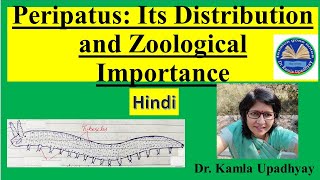 Peripatus Its Distribution Affinities and Zoological Importance Peripatus Peripatus affinities [upl. by Ettesoj]