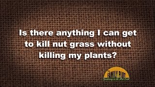 QampA  How do I kill nut grass in my flowerbed [upl. by Mandie]