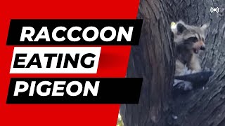 RACCOON is Eating Pigeon in Central Park [upl. by Meeki532]