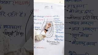 structure of ovule ।। bijand ki sanrachana।। biologyclass12 biology ovule pistil ncert neet [upl. by Lucho]