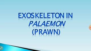 Exoskeleton in Prawn [upl. by Hailed]