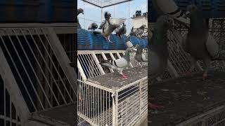 Trapping after flying pigeon pigeonfan bird racingpigeons pigeontraining pigeontrap trapdoor [upl. by Anwahsad803]