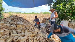 PARA El GABACHO PURA CALIDAD sacando TOTOMOSTLE de mazorca disqueros de EL CHOTE VERACRUZ [upl. by Ty]