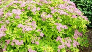 Renewal Pruned Spirea Flourishing [upl. by Aidualc]