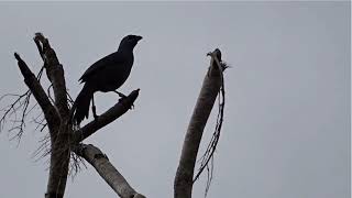 North Island Kōkako Callaeas wilsoni singing its early morning haunting song [upl. by Sekofski]