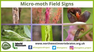 UK Micromoth Field Signs [upl. by Ecyned]