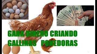 EMPIEZA UN NEGOCIO DESDE CASAGRANJA CON GALLINAS DE POSTURAPONEDORAS [upl. by Aziul249]