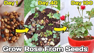 How to grow Rose from seeds  gulab ko beej se kaise ugaye [upl. by Nevuer614]