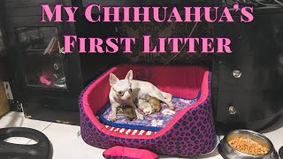 MY CHIHUAHUA’S FIRST LITTER  From mating to raising puppies  birth via normal delivery to CS [upl. by Monahon]