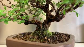 Potentilla Bonsai 360 Video May 2019 [upl. by Ozkum732]