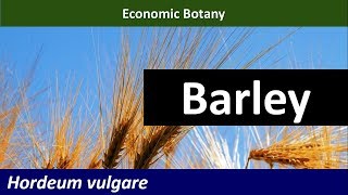 Economic Botany of Barley Hordeum vulgare [upl. by Nagaem]