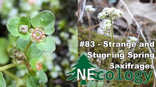 NEcology 83  Strange and Stunning Spring Saxifrages [upl. by Modesty]