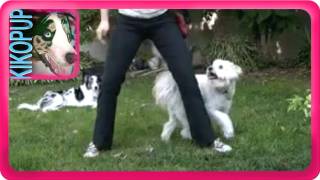 Dog Trick Training Tutorial Weaving Though Legs [upl. by Lewin224]