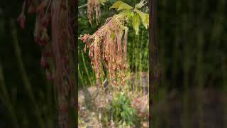 Box elder male  flowers  catkins  April 2022 [upl. by Terriss]