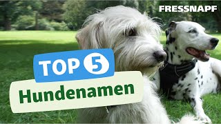 Top 5 Hundenamen Die beliebtesten Hundenamen [upl. by Ahseikal]