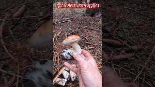 PorcinoCepBoletSteinpilze shorts new nature trending forest foryou wood pilze mushroom [upl. by Cookie]