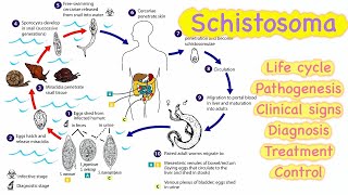 Schistosoma 🔥🔥 Life cycle  Pathogenesis  Clinical signs  Diagnosis  Treatment💊  Control [upl. by Yvor]