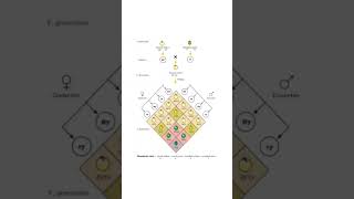 dihybrid cross diagram [upl. by Aicilav]