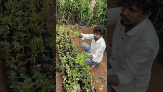 తులసి మొక్కలు 2024 garden चुनाव2023 gardenplants తెలుగుతోట1 plants [upl. by Llerdna753]