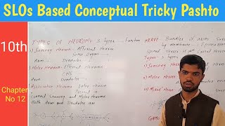 21 Difference between neuron and nerves  Types biology in pashto [upl. by Shuping285]