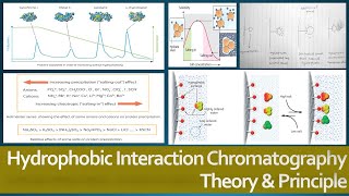 Hydrophobic Interaction Chromatography Theory and Principle Protein Purification Method [upl. by Enywtna317]