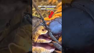 ⚠️Giant Centipede It Is Over A Foot Tall And Very Venomous shorts shortsfeed [upl. by Adikram]