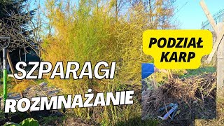 Uprawa szparag Jak rozmnażać szparagi  Podział karp szparagi Szparagi z nasion [upl. by Nnylassej]