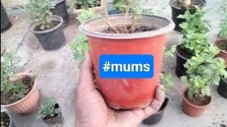 GULDAUDI  Chrysanthemum  mums flower plant care Divyajoseph10000M [upl. by Drolyag9]