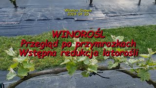 WINOROŚL Przegląd po przymrozkach Wstępna redukcja latorośli Winnica Cisowa 2024 04 30 [upl. by Batruk]