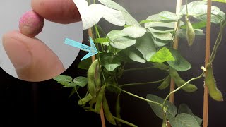 Edamame Timelapse [upl. by Suivatnom]