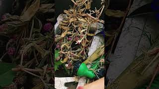 How to collect Gomphrena plant seeds easyhomegardening plantseeds gardeningideas [upl. by Ayle724]