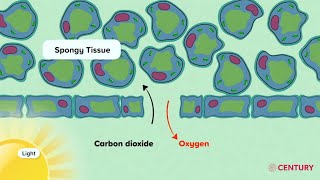 Gas Exchange in Plants  Biology  Secondary [upl. by Acireed]