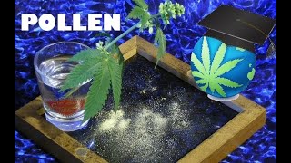 Cannabis Pollen – How To Collect Store and Pollinate Females By A Male  Pollination 101 [upl. by Antons]