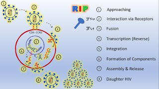 AIDS  Replication of HIV Life Cycle [upl. by Vacla]