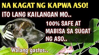 PINAKAMABISANG GAMOT SA SUGAT NG ASO  NA KAGAT NG KAPWA ASO O NA HIWA  WALANG GASTOS [upl. by Cohlette]