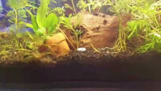 My planted tank substrate comparison ADA fluval stratum dirted eco complete flouriteamp thoughts [upl. by Desberg622]