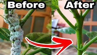 How to get rid of mealybugs on hibiscus or any other plant [upl. by Benson39]