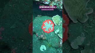 Absolutely insane Lobophyllia on deep reef drop off  shorts natue oceanlife coral reefbuilders [upl. by Etterraj]