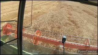 GoPro Cabview 9  pohľad šoféra kombajnu Claas Lexion 580  mlatba pšenice [upl. by Rushing388]