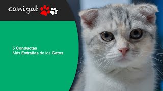 5 Conductas Más Extrañas de los Gatos 😻 [upl. by Edita]