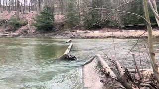 Hike along the Conneaut Creek conneaut ohio hiking woods nature dam [upl. by Bashee]