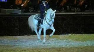 🔴Andalusian Horses  Lorenzo Horse Show OSTRAVA 1 [upl. by Constanta]