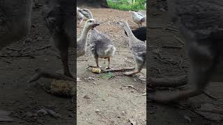 Goslings are getting big farmanimals farmlife cuteanimals geese goslings homesteading [upl. by Kelby]