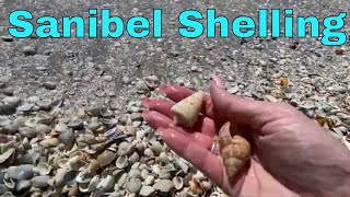 Shelling On Sanibel Island 2023  Shell Pile Near The Island Inn [upl. by Ynamrej489]