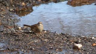 Little Dunnock [upl. by Eiral]