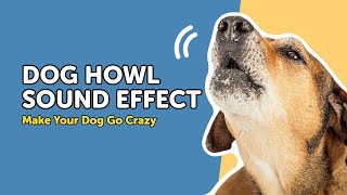 Sounds To Make Your Dog Howl 🐶 Dog Howling Sound Effect [upl. by Esmerelda56]